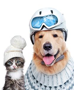winter-pet-ad.jpg