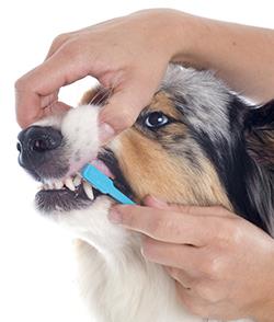 cleaning dogs teeth ad.jpg