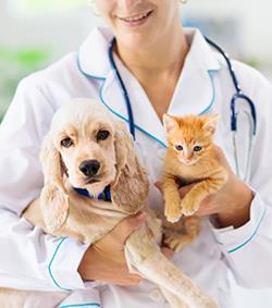 Vet-Clinic-Ad.jpg